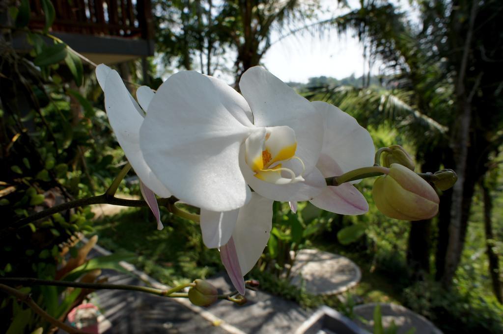 Prashanti Bali Ubud  Bagian luar foto